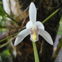 Bromheadia srilankensis Kruiz. & de Vogel